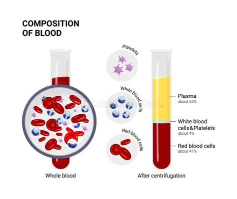 Human Blood Composition Stock Illustrations 736 Human Blood