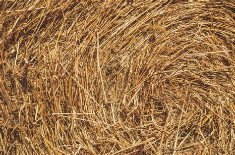 Free Images Plant Hay Field Farm Countryside Texture Food Crop