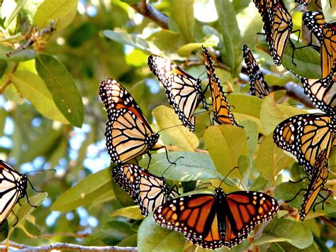 Will The Devastated Monarch Butterfly Take Flight Again Grist