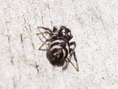 When the wounded mosquito dropped off my face the spider left its web and caught it on the bottom of the container. Tiny black and white striped spider - Salticus scenicus ...