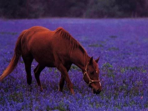 Hd to 4k quality, all ready for download! 35+ Spring Horse Wallpaper Images on WallpaperSafari