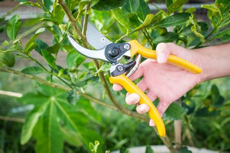 Like most fruit plants, pear trees should be pruned in the period corresponding to the vegetative rest, so in the autumn and winter season. Benefits Of Pruning Fruit Trees