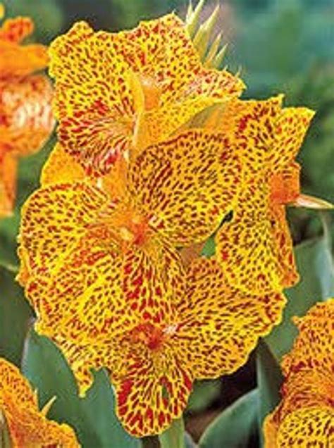 Picasso Canna Lily Bulbs Etsy In 2021 Lily Bulbs Canna Lily Dutch