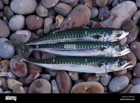 Freshly Caught Mackerel On A Beach Budleigh Salterton Devon Uk Stock Photo Alamy