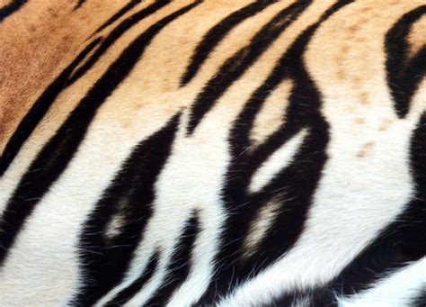 Free Photo Tiger Skin Print Abstract Orange Wild Free Download