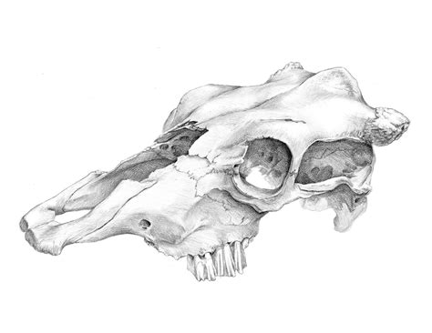 Animal Skull Drawing Skulls Drawing Animal Drawings Biro Drawing