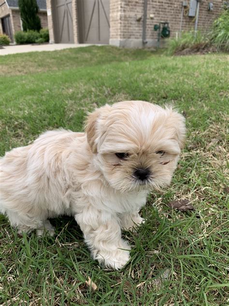 Check spelling or type a new query. Shih Tzu Puppies For Sale | Aubrey, TX #327226 | Petzlover