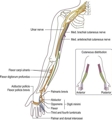 Ulnar Neuropathy At The Elbow Neupsy Key