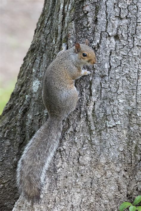 Eastern Gray Squirrel Sciurus Carolinensis