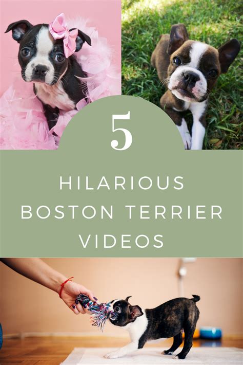 Cute Boston Terrier Videos Bella And Sofia Boston Terrier Terrier Boston Terrier Dog
