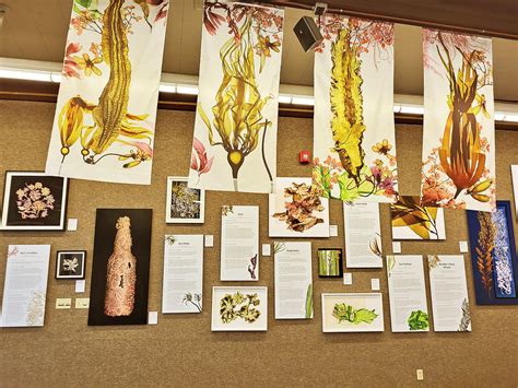 The Curious World of Seaweed exhibit in Morro Bay celebrates essential