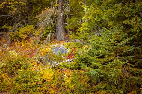 Forest In Fall Free Stock Photo Public Domain Pictures