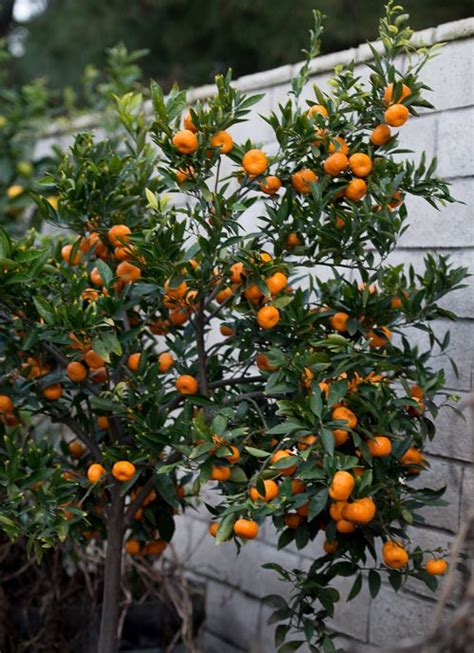 Sharing The Kishu Mandarins Indoor Fruit Trees Citrus Trees Indoor