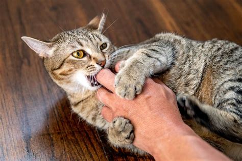 How To Stop Your Dog From Attacking Your Cat