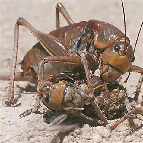13 Unique Types Of Crickets With Their Adorable Facts Homida