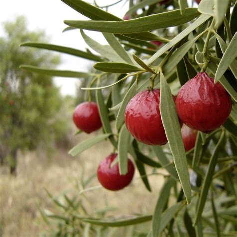 Australia is an island continent with a diverse culture and unique environments, a land of beautiful landscapes from beaches to deserts, and the unusual wildlife that inhabits it. Pin on IN THE TROPICS & OTHER EXOTICS