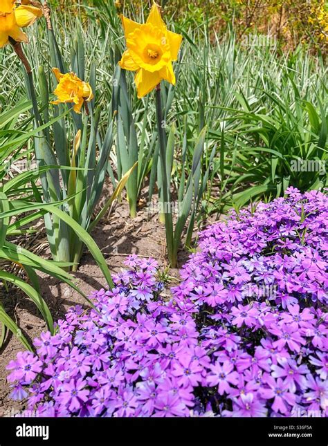 Beautiful Spring Flowers Stock Photo Alamy