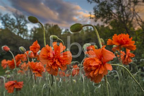 Tina Rodholms Poppies At Sunset