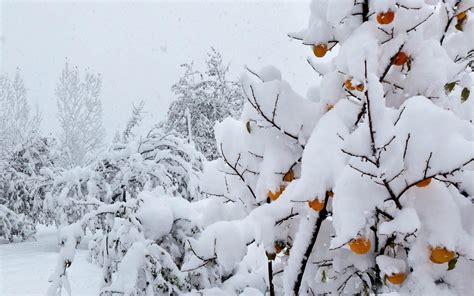 Snow Covered Fruit Tree Wallpapers And Images Wallpapers