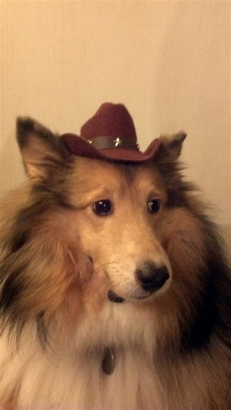 Dog Cowboy Hat Brown Felt Baxterboo