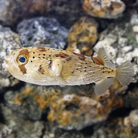 Expert Thought Small Puffer Fish Saltwater