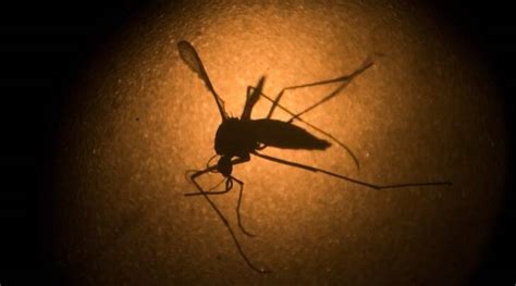 First Case Of Sexually Transmitted Zika Virus Confirmed In Texas