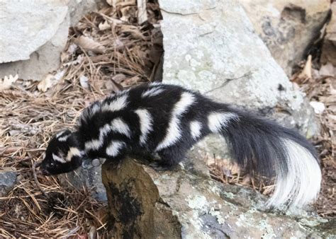 Are Skunks good for anything? | Houston PetTalk