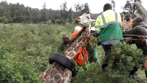 wildlife medics giraffe rescue from tyre kenya youtube