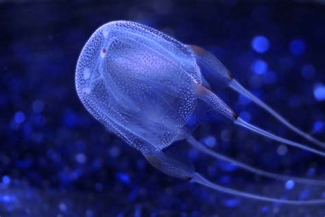 5 Deadliest Jellyfish In The World Deadly Animals