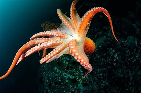 Octopus Facts Animals Of The Ocean Worldatlas