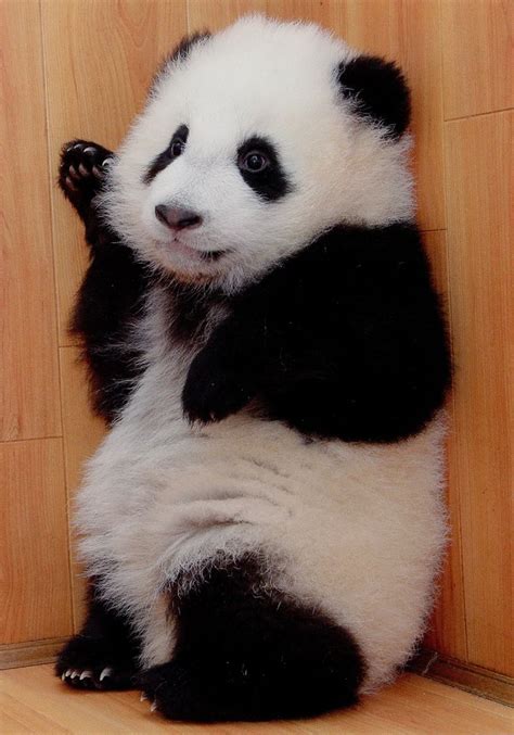 © Lohsmeng Panda Bear Cute Panda Cute Baby Animals
