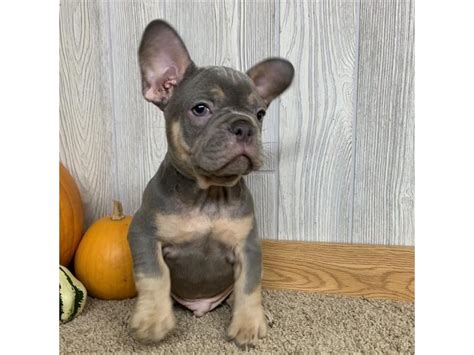 He is smart as french bulldogs generally are.he's been an indoor animal, and never had any health problem. French Bulldog-DOG-Male-Blue / Tan-2498031-Petland Carmel, IN