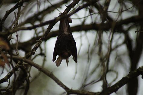 Egyptian Slit Faced Bat Roosting In The Trees Flickr