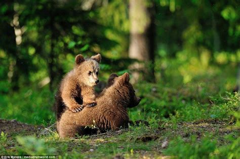 Mummy Bear Watches As Her Three Adorable Bear Cubs Climb And Play