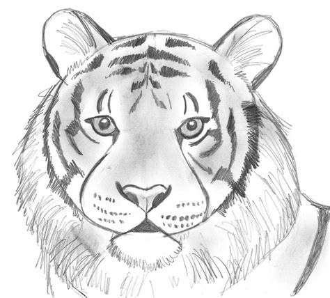 How to draw a tiger for kids. Draw 25 Wild Animals (Even If You Don't Know How to Draw ...