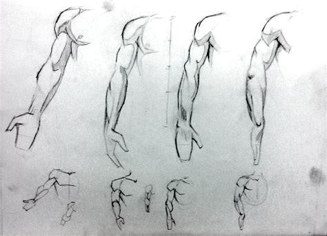 Arm Studies By Saret On Deviantart