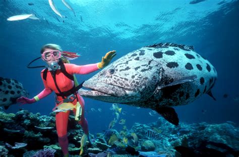 Scuba Diving In Australia The Great Barrier Reef ~ Garut Tourism