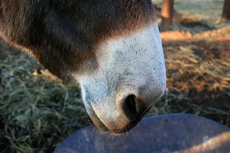 White Muzzle Of A Donkey Free Stock Photo Public Domain Pictures
