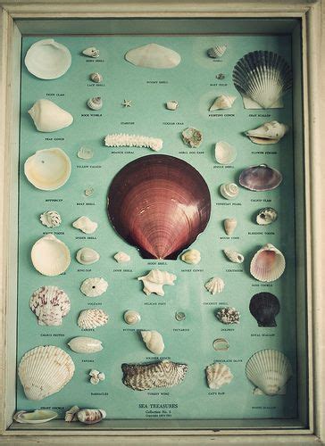 Sally Sells Sea Shells By The Sea Shore Sea Shells She Sells