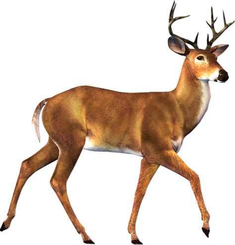 Deer In Woods Clipart Clipground