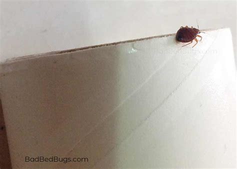 What Do Bed Bugs Look Like