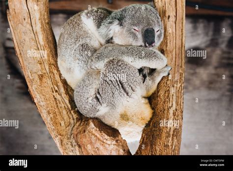 Sleeping Koala Bear From Austraila Stock Photo Alamy
