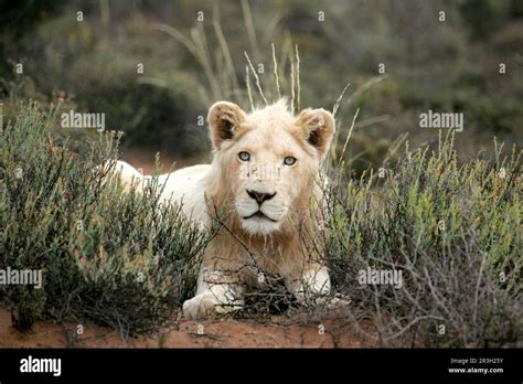 African Lion White Lion Lion White Lion Lions Panthera Leo Big Cats