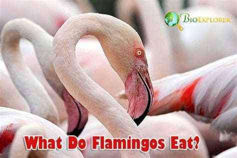 What Do Flamingos Eat Flamingos Diet What Eats Flamingos