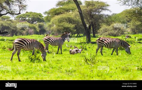 Zebra Safari Tarangire National Park Hi Res Stock Photography And