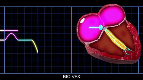 Bio Vfx Trace The Conduction Of Electrical Impulses Through The Heart
