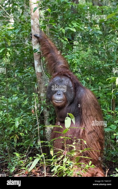 Bornean Orangutan Pongo Pygmaeus Pygmaeus Adult Male Tanjung Puting