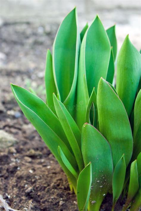 Spring Leaves Of Young Tulips Stock Image Image Of Grow Flower 23980535