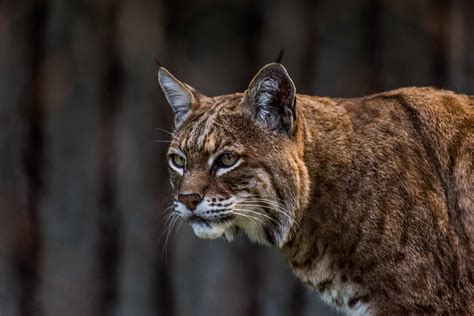 Can Domestic Cats Breed With Bobcats A Z Animals