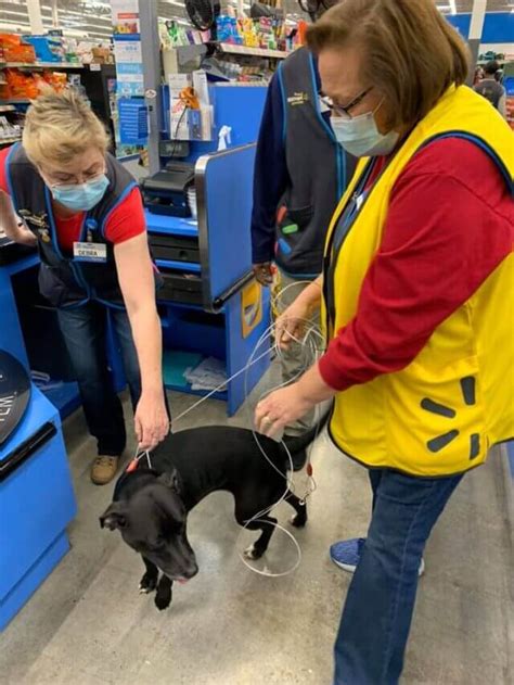 Lost Dog Travels To Walmart For Unlikely Reunion With Cashier G2a Ltc